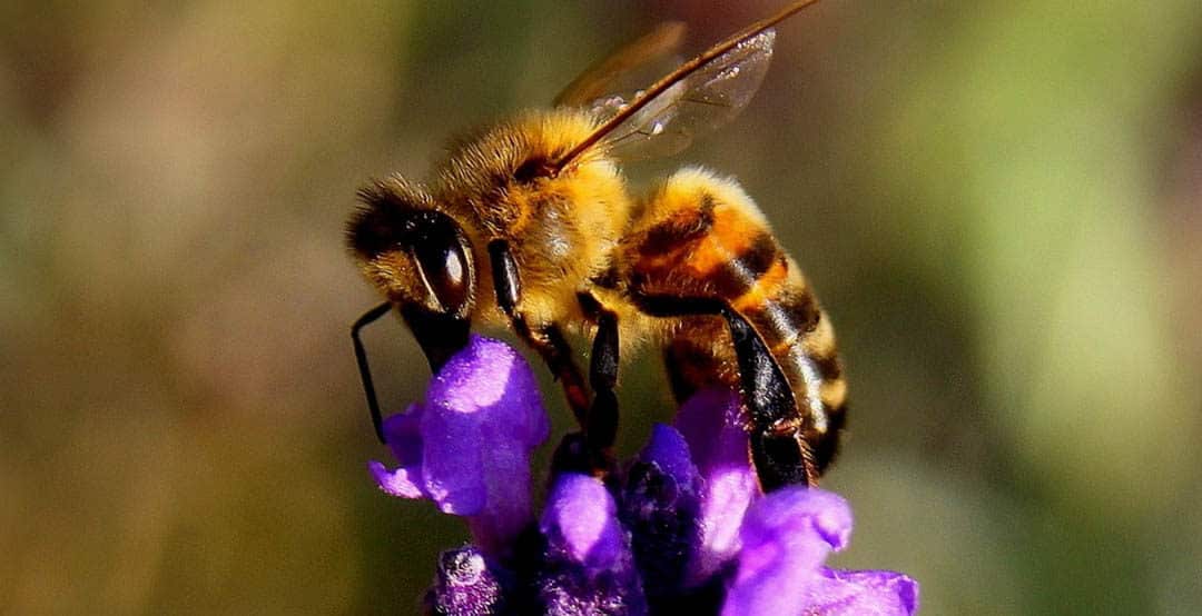 You are currently viewing Top 10 Bee-Friendly Plants to Grow in Your Garden